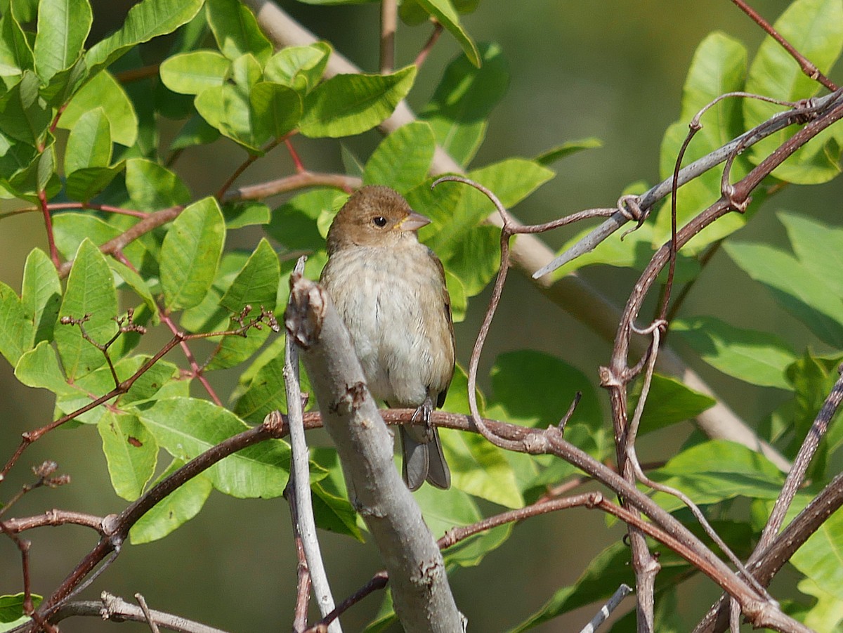 Indigo Bunting - ML645013920