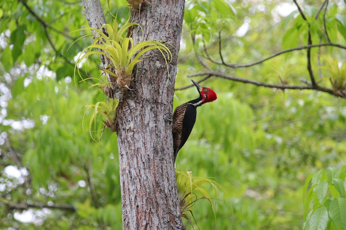 Crimson-crested Woodpecker - ML645013921