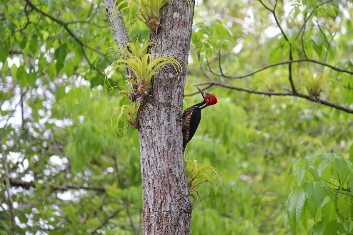 Crimson-crested Woodpecker - ML645013922