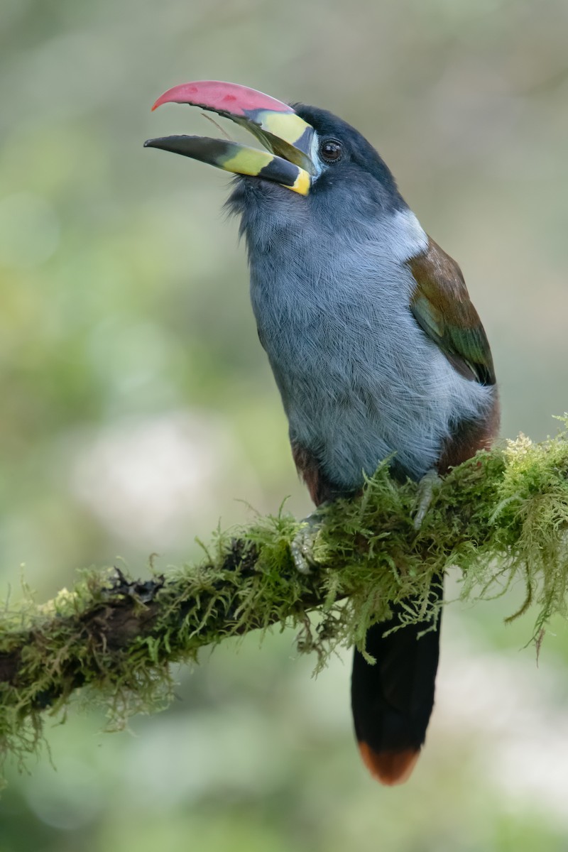 Gray-breasted Mountain-Toucan - ML645013928