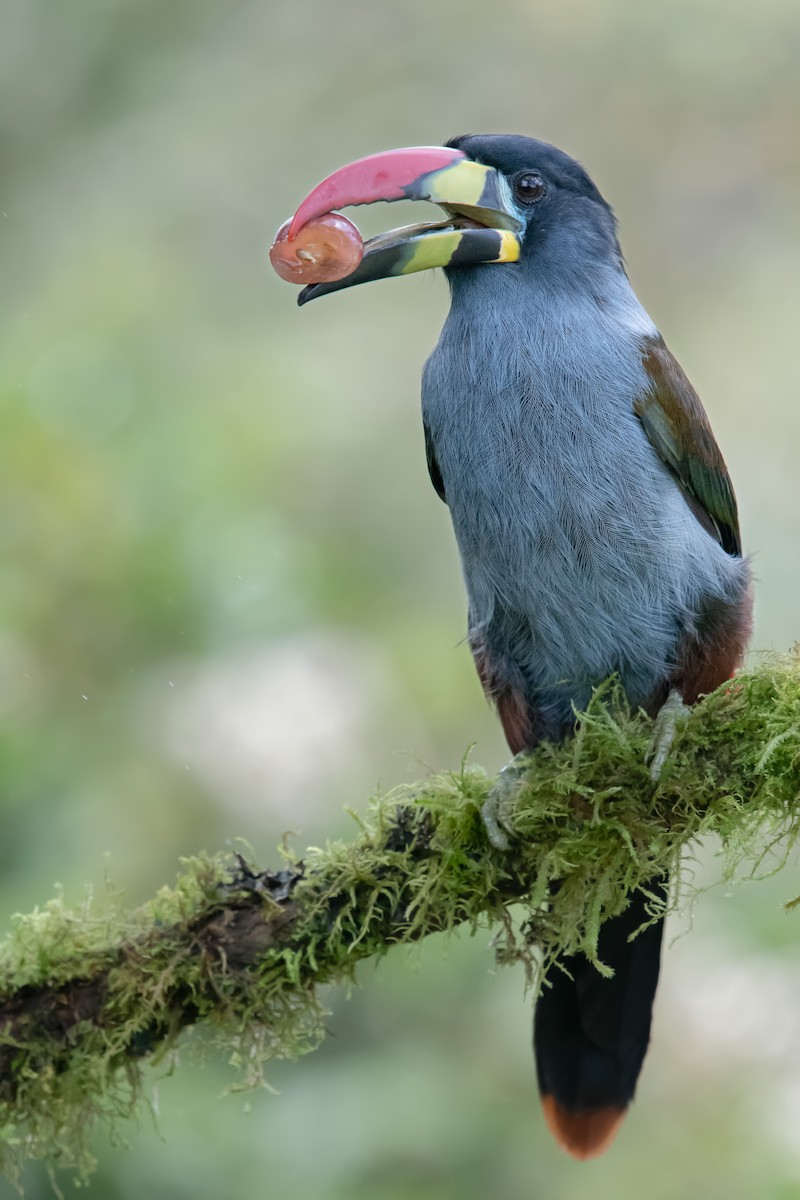Gray-breasted Mountain-Toucan - ML645013931