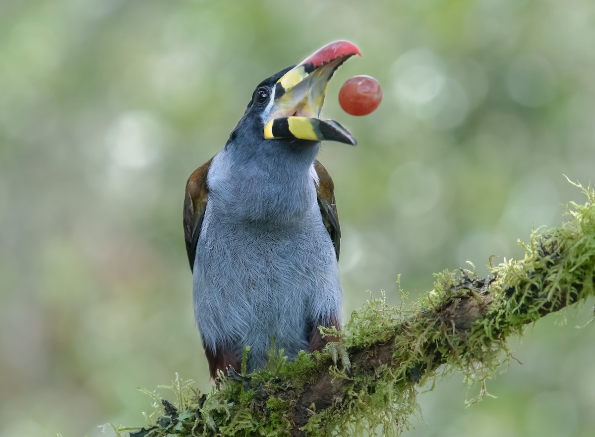 Gray-breasted Mountain-Toucan - ML645013932