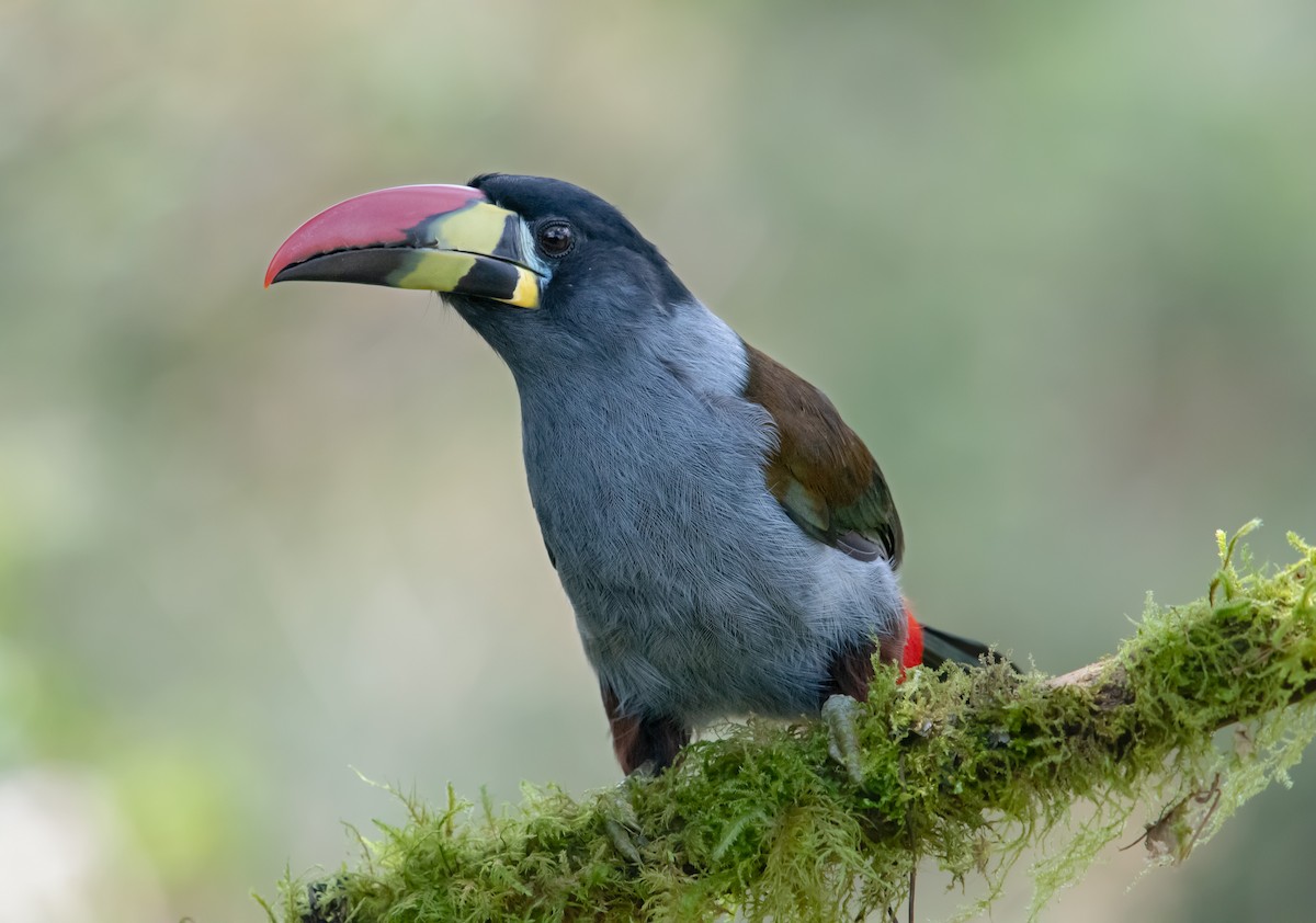 Gray-breasted Mountain-Toucan - ML645013933