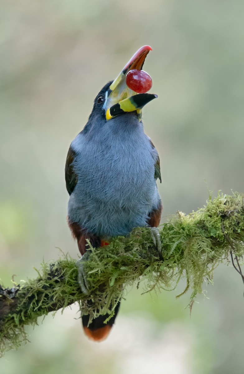 Gray-breasted Mountain-Toucan - ML645013934