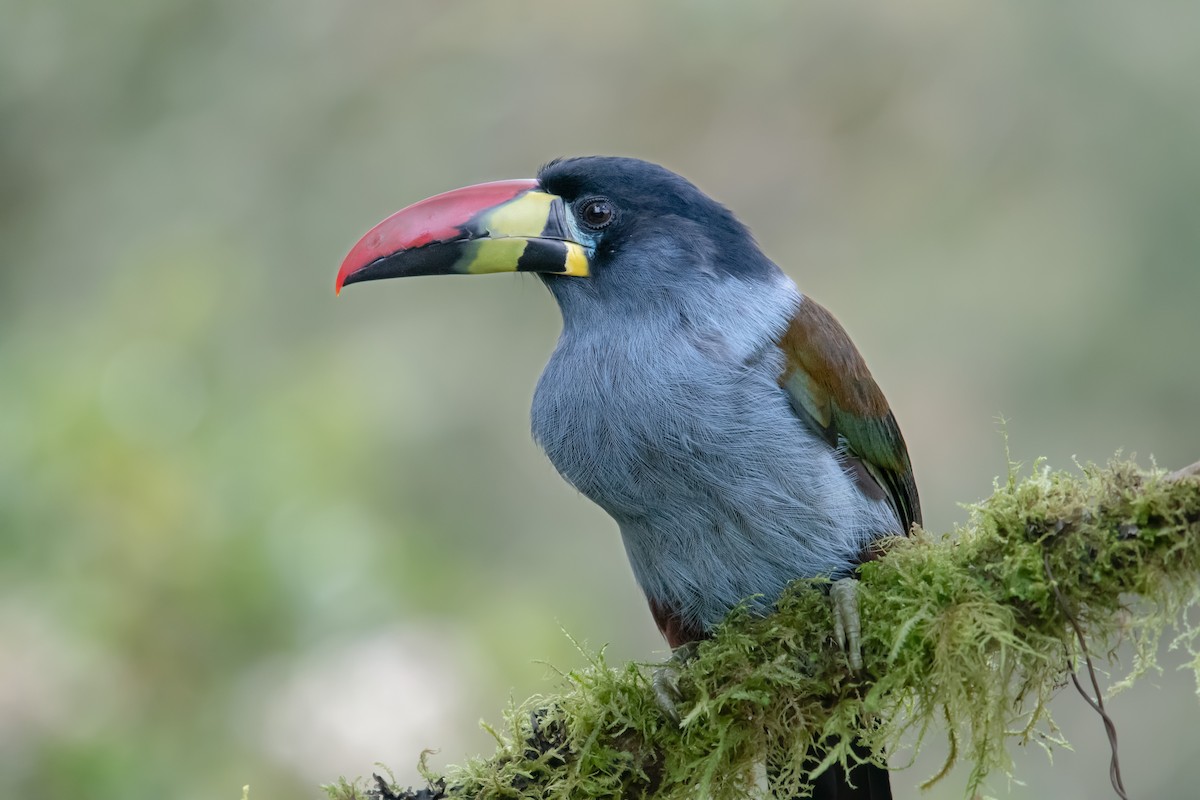 Gray-breasted Mountain-Toucan - ML645013935