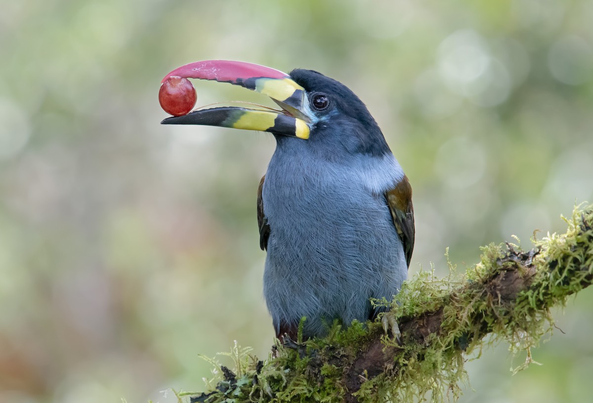 Gray-breasted Mountain-Toucan - ML645013936
