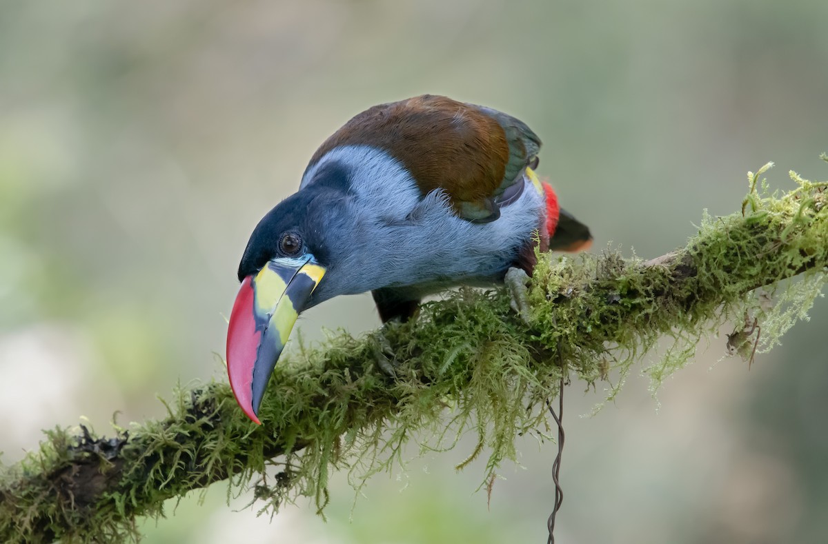 Gray-breasted Mountain-Toucan - ML645013937