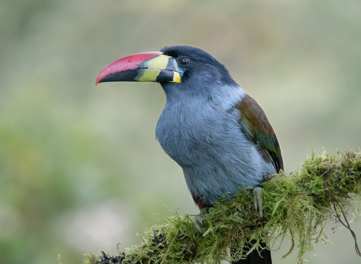 Gray-breasted Mountain-Toucan - ML645013939