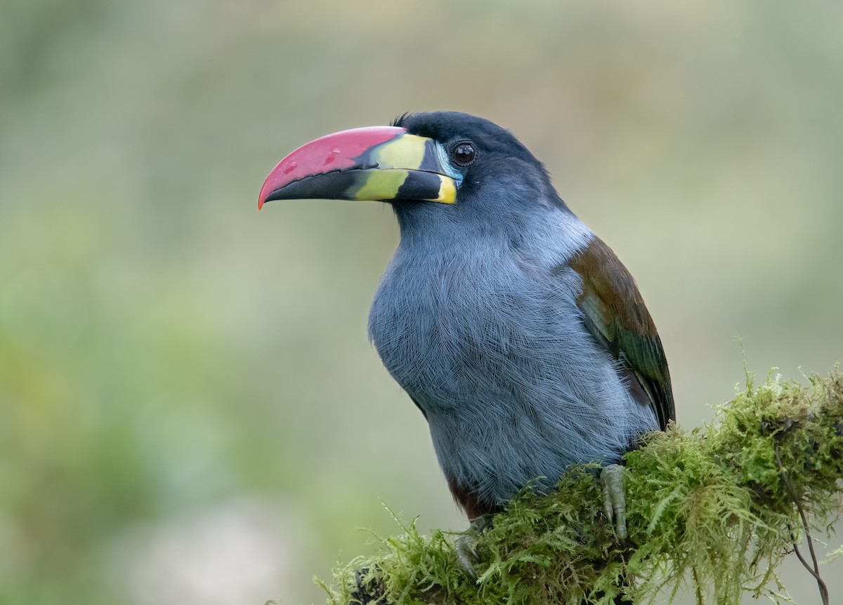 Gray-breasted Mountain-Toucan - ML645013940
