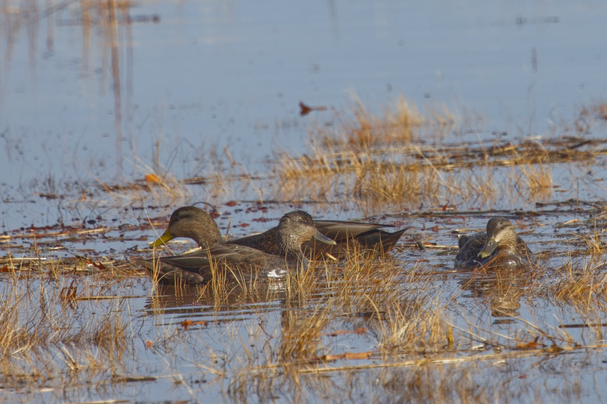 Ahate iluna - ML645013950