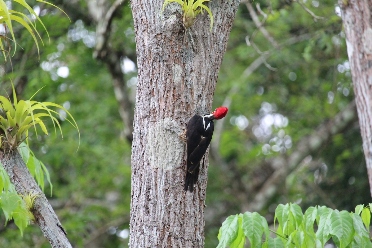Crimson-crested Woodpecker - ML645013953