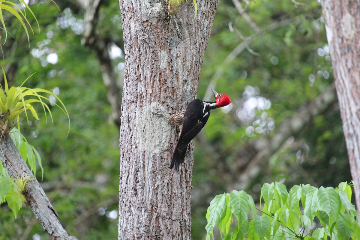 Crimson-crested Woodpecker - ML645013954