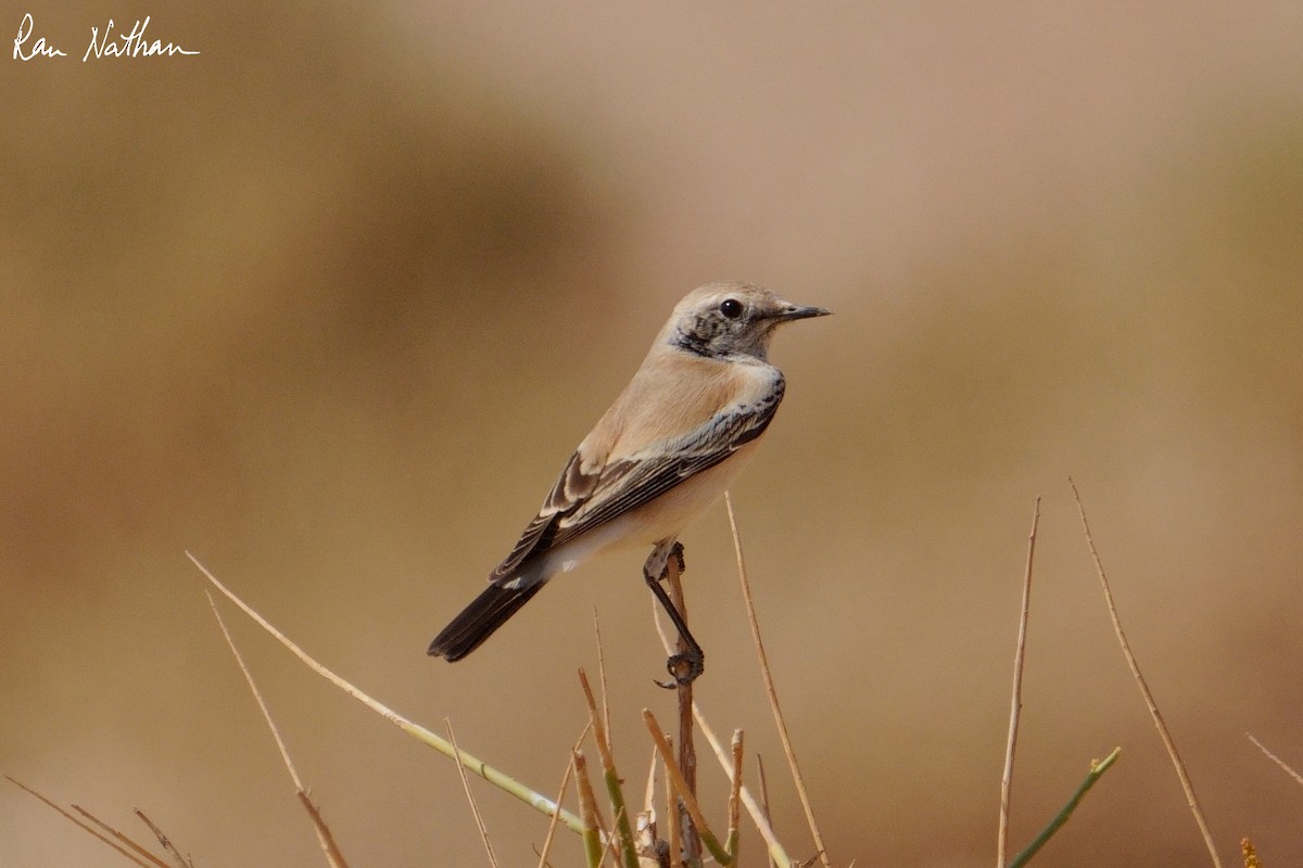 Desert Wheatear - ML645013956