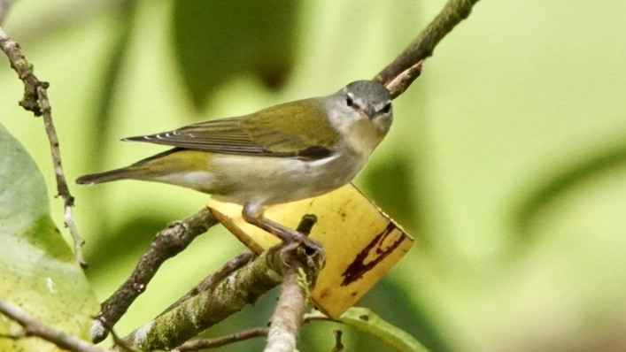 Tennessee Warbler - ML645013957