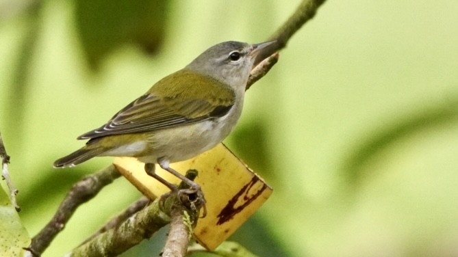 Tennessee Warbler - ML645013958