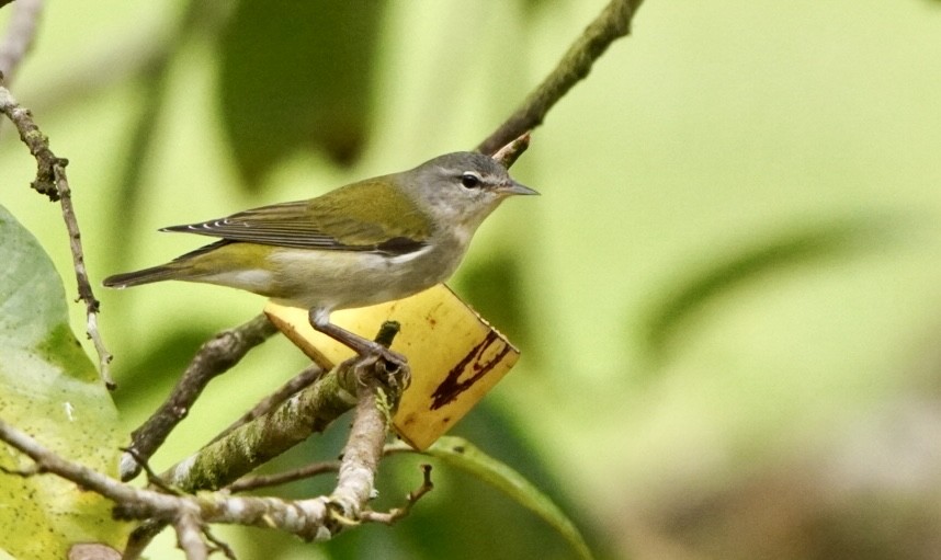Tennessee Warbler - ML645013959
