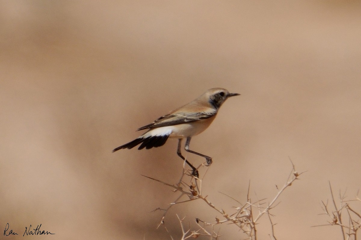 Desert Wheatear - ML645013968