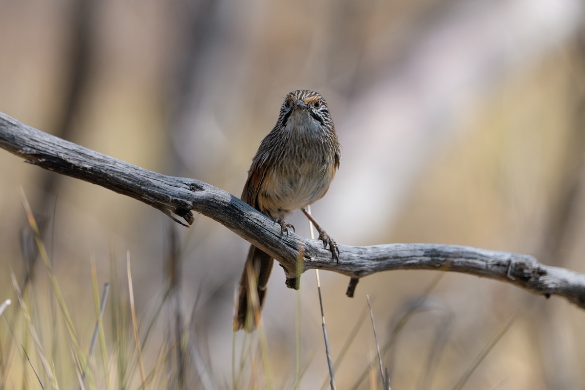 trávníček proužkovaný - ML645013973