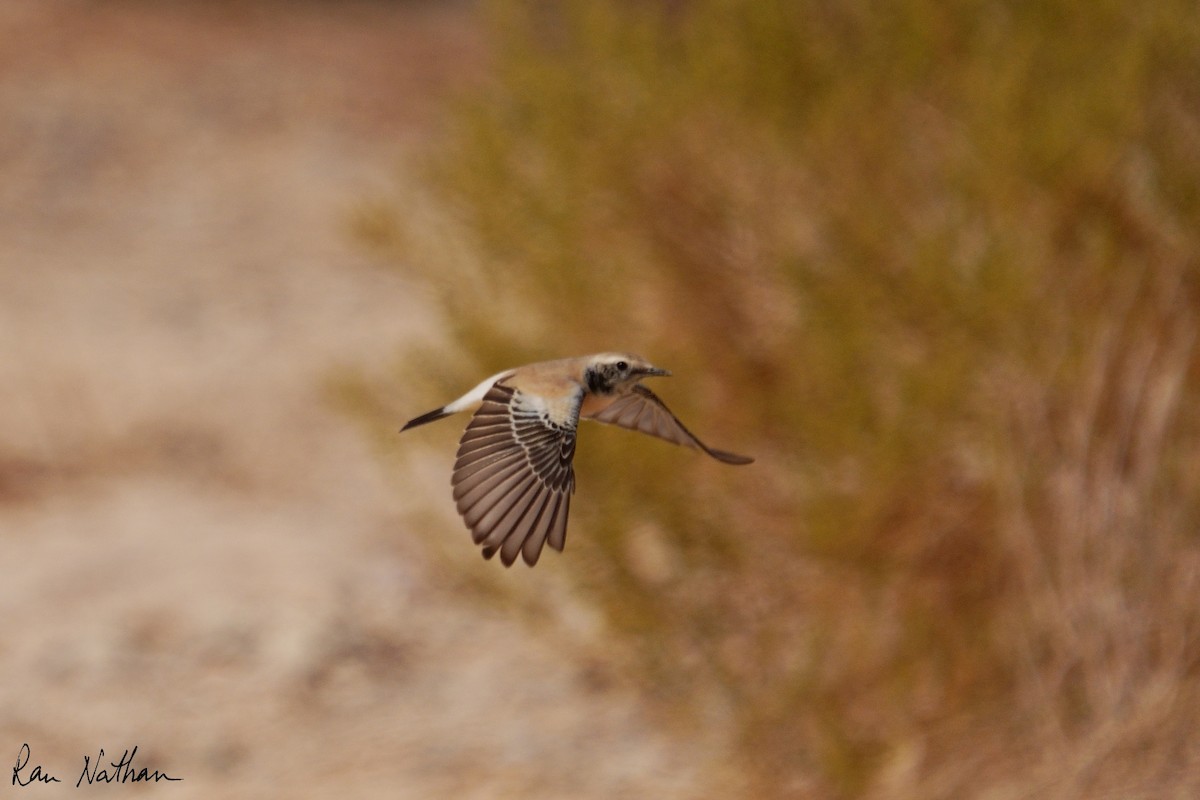 Desert Wheatear - ML645013980