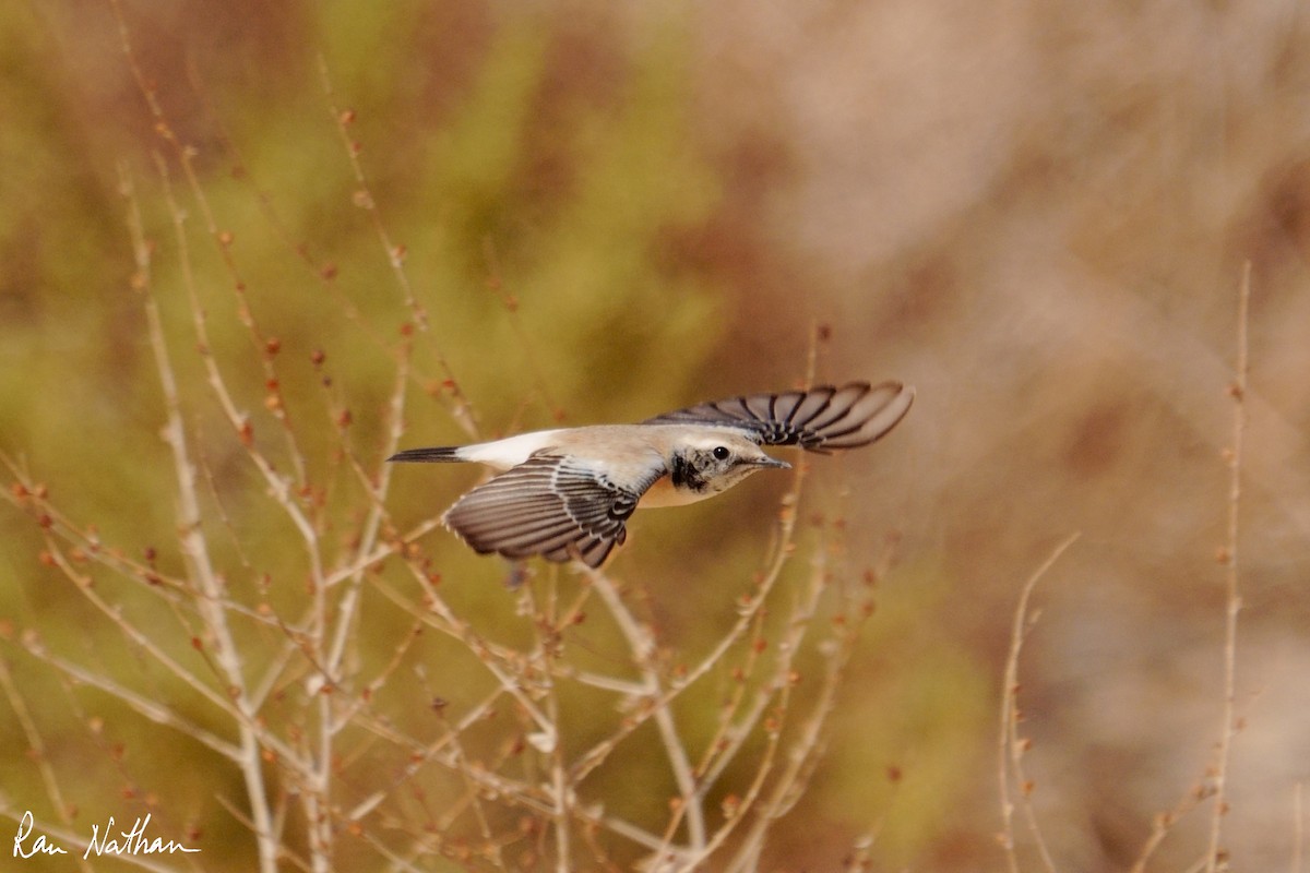 Desert Wheatear - ML645013988