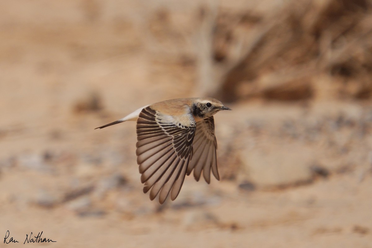 Desert Wheatear - ML645013994