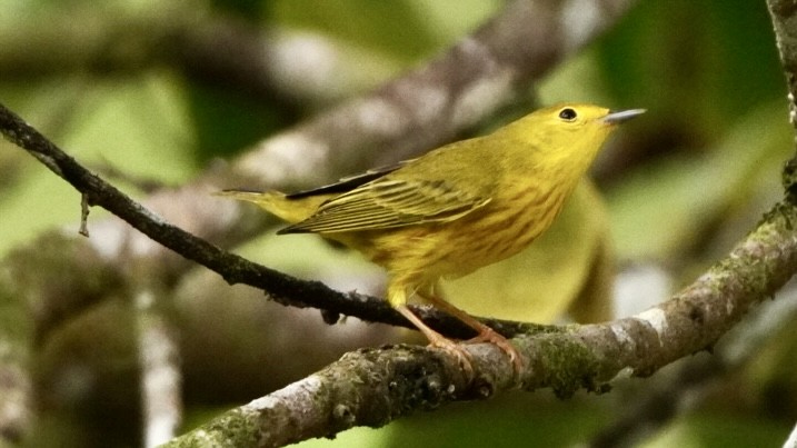 Northern Yellow Warbler - ML645014002