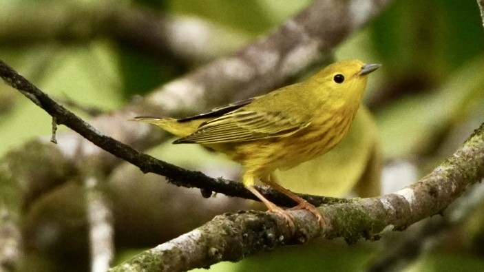 Northern Yellow Warbler - ML645014003