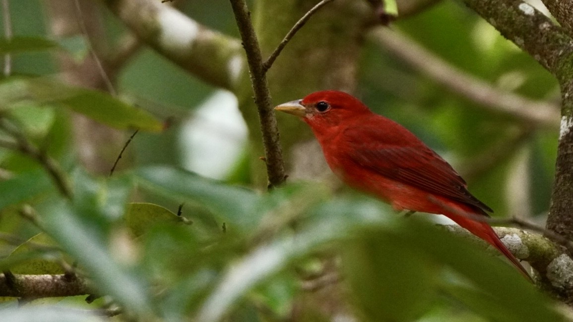 Summer Tanager - ML645014016