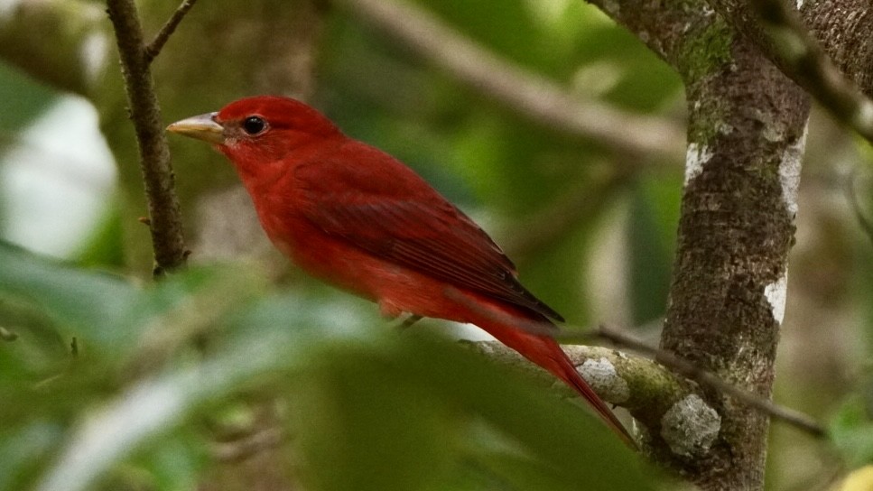 Summer Tanager - ML645014017