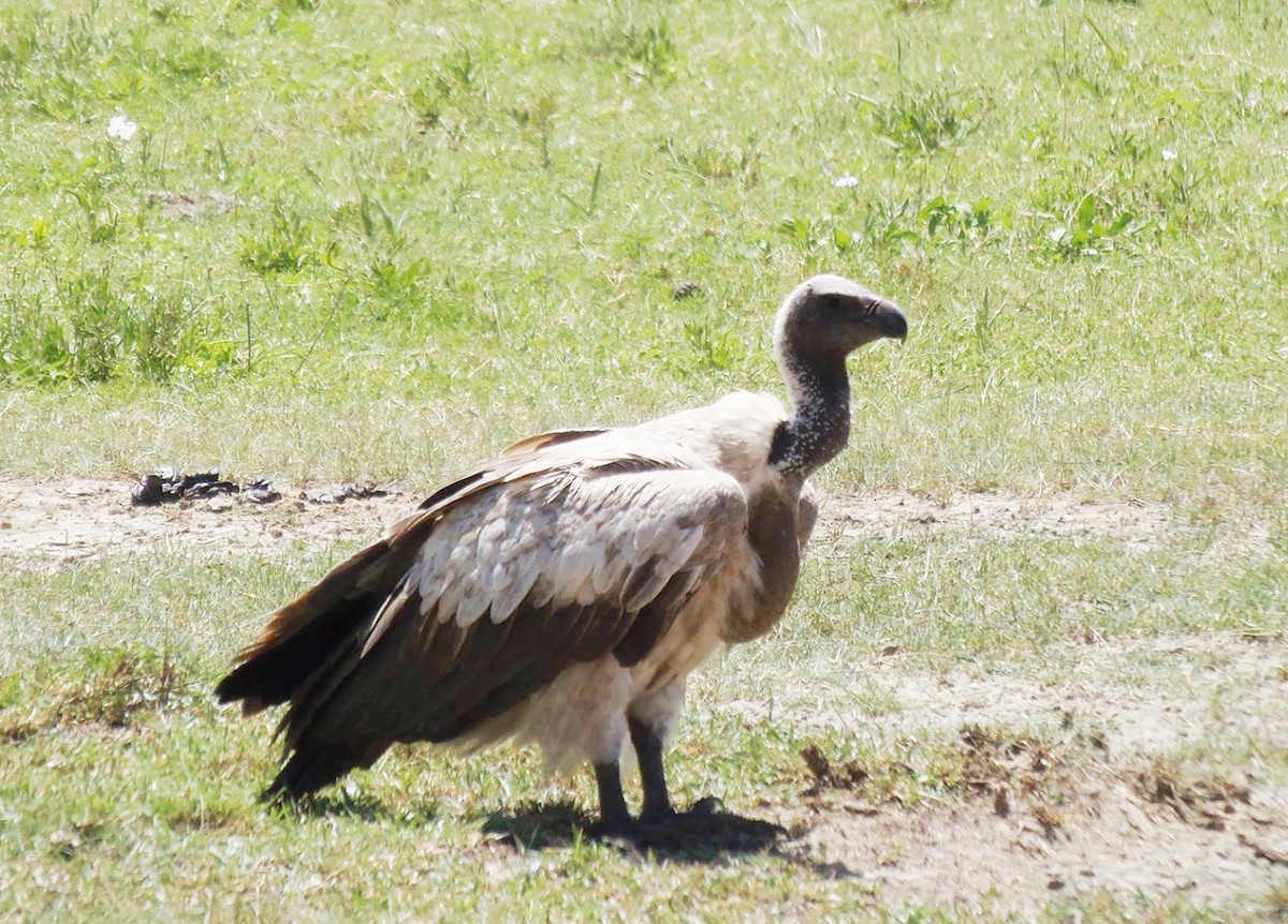 White-backed Vulture - ML645014027