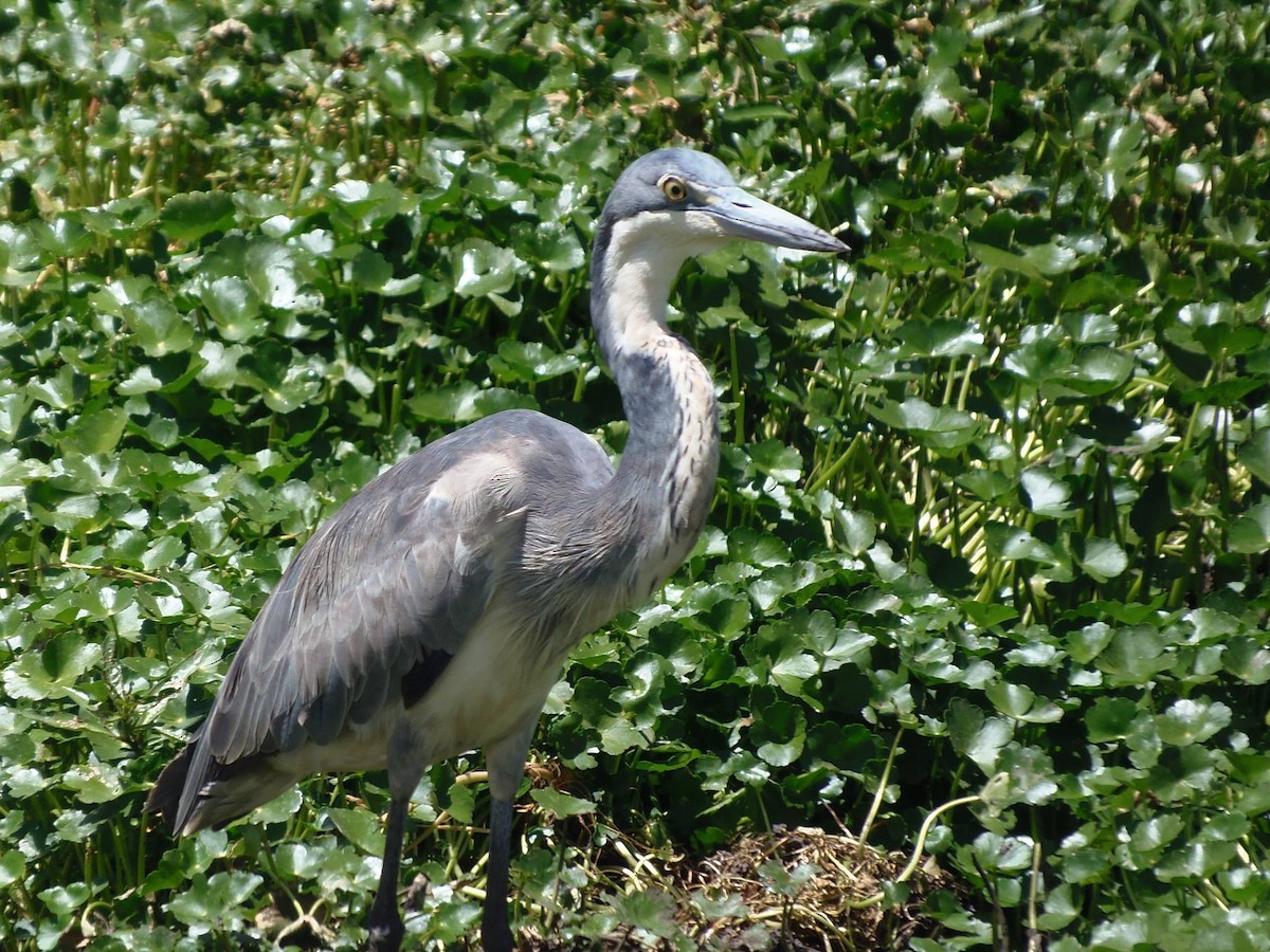 Héron mélanocéphale - ML645014028