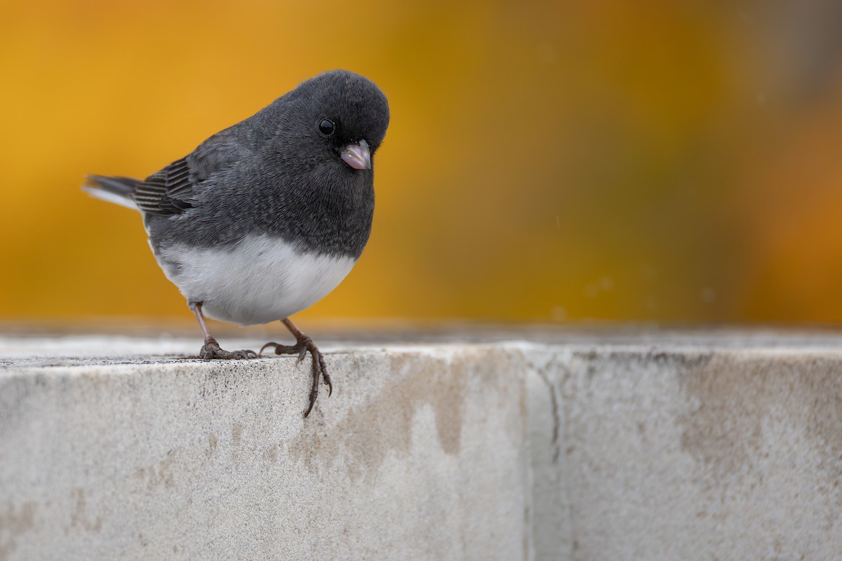 Серый юнко - ML645014037