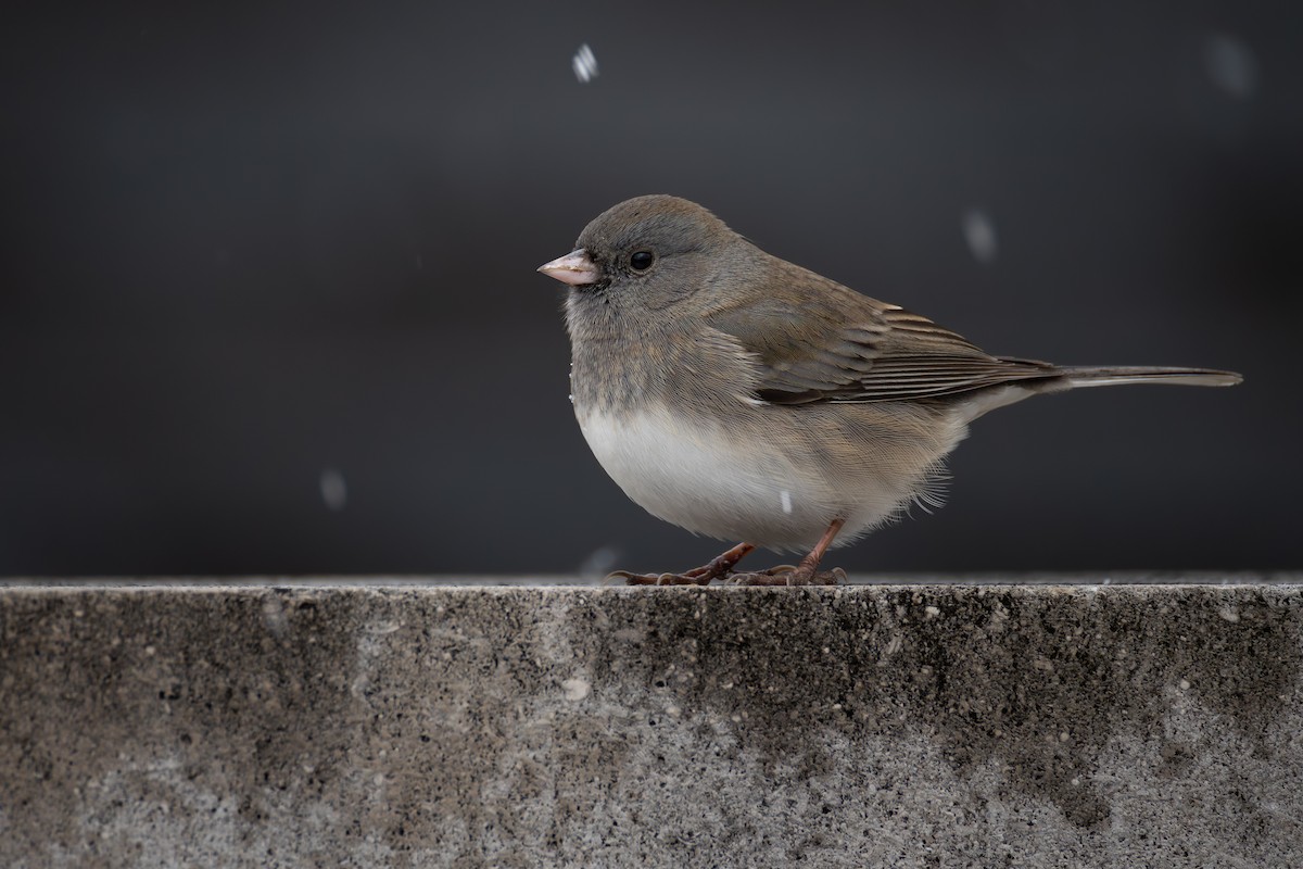 Серый юнко - ML645014038