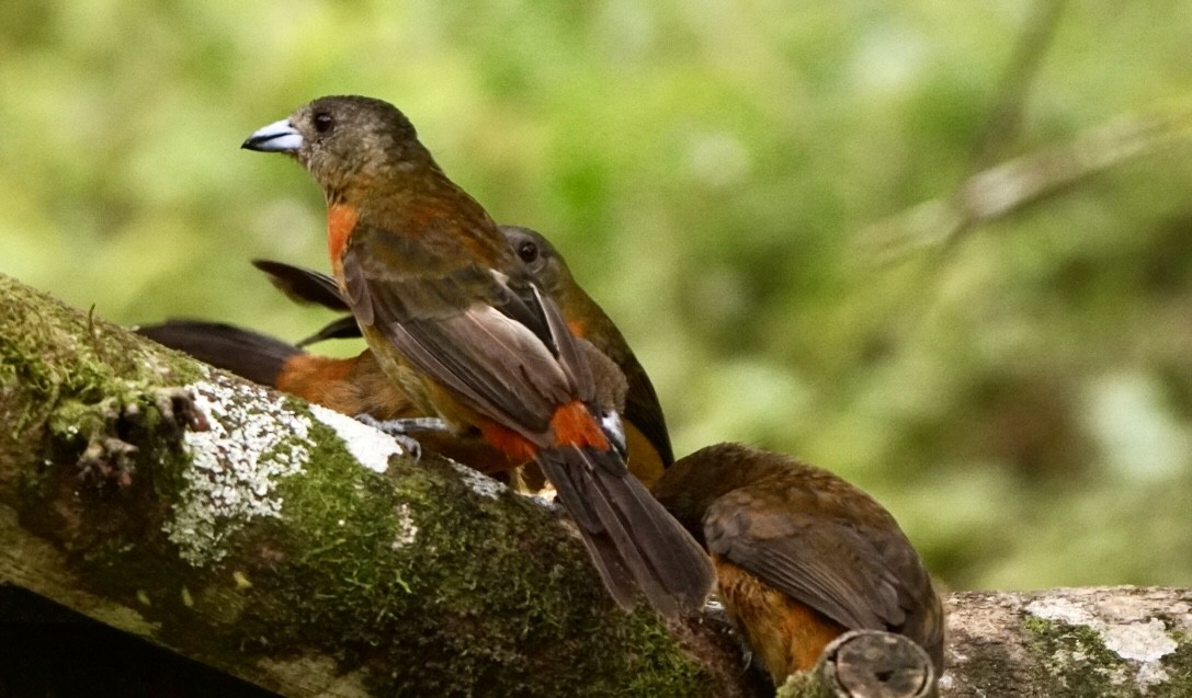 Scarlet-rumped Tanager - ML645014042