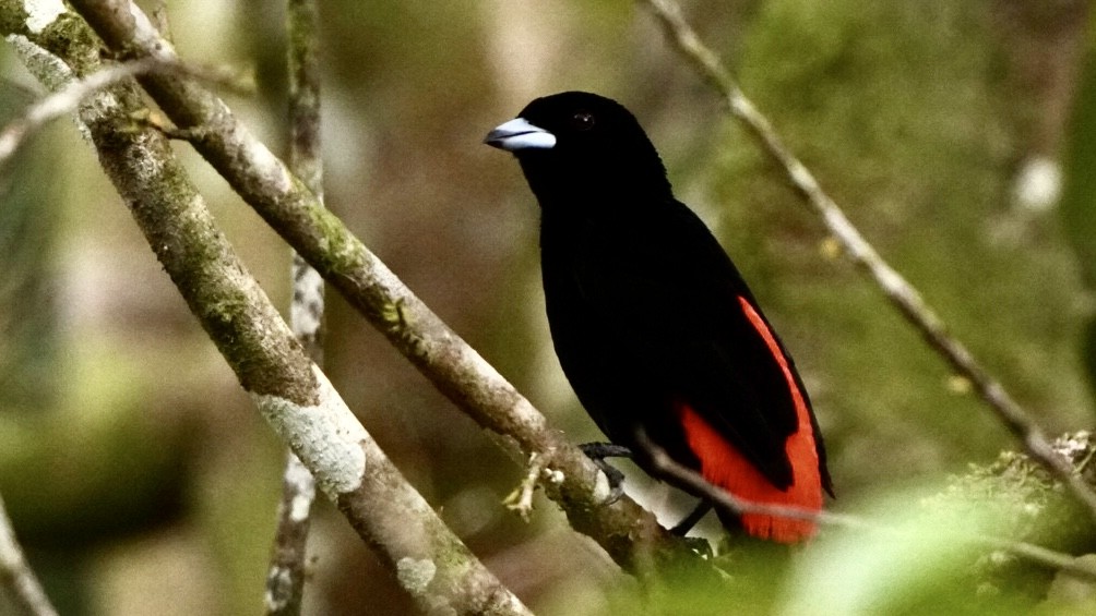 Scarlet-rumped Tanager - ML645014043