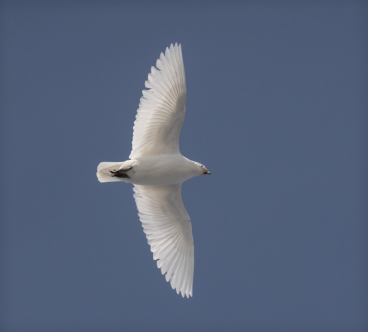 Snowy Sheathbill - ML645014053