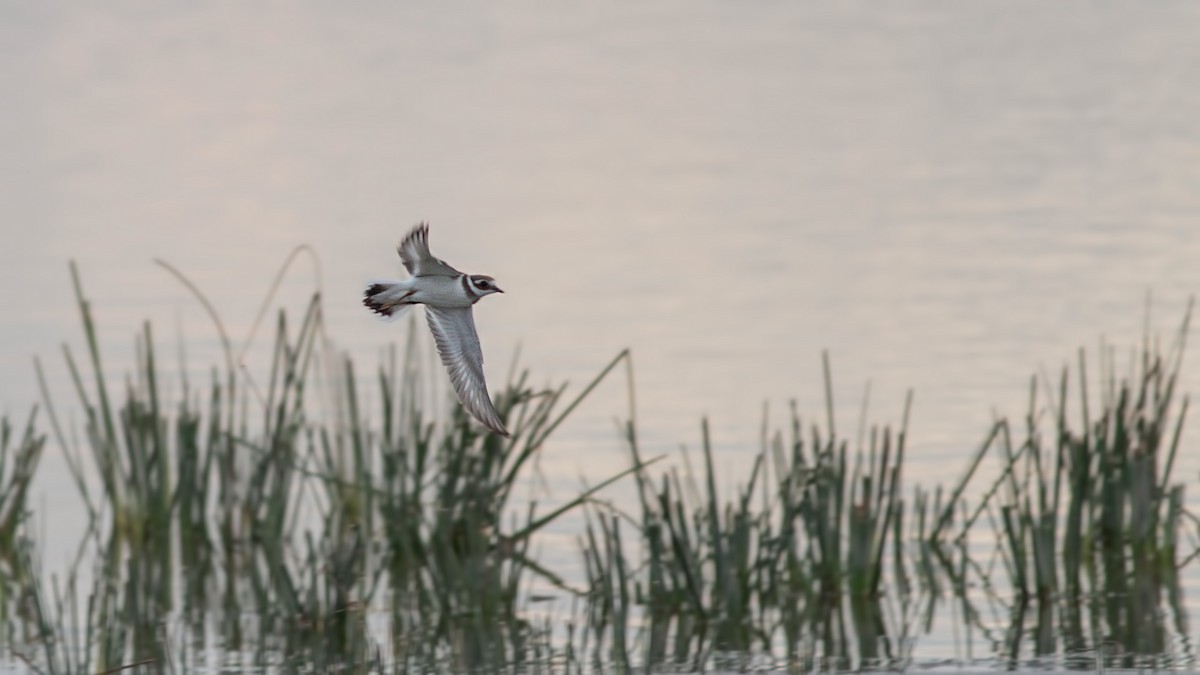 kulík písečný - ML645014063