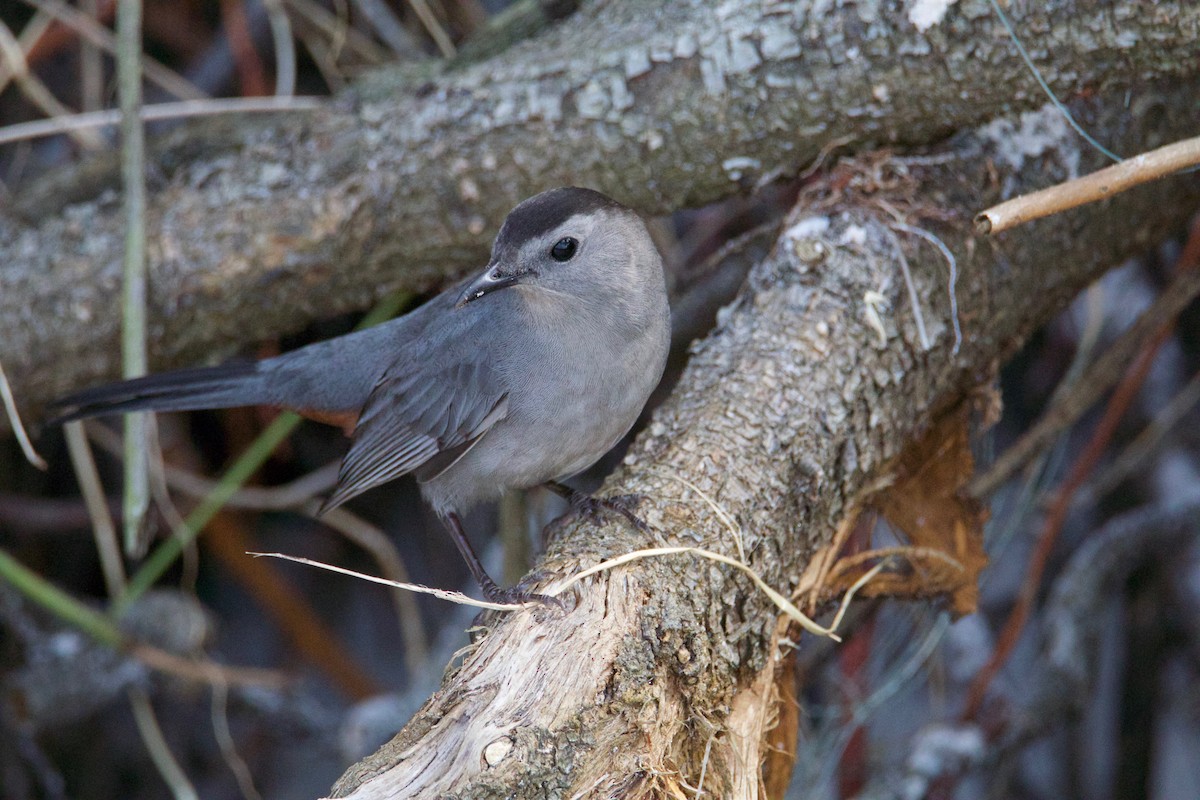 Moqueur chat - ML645014067