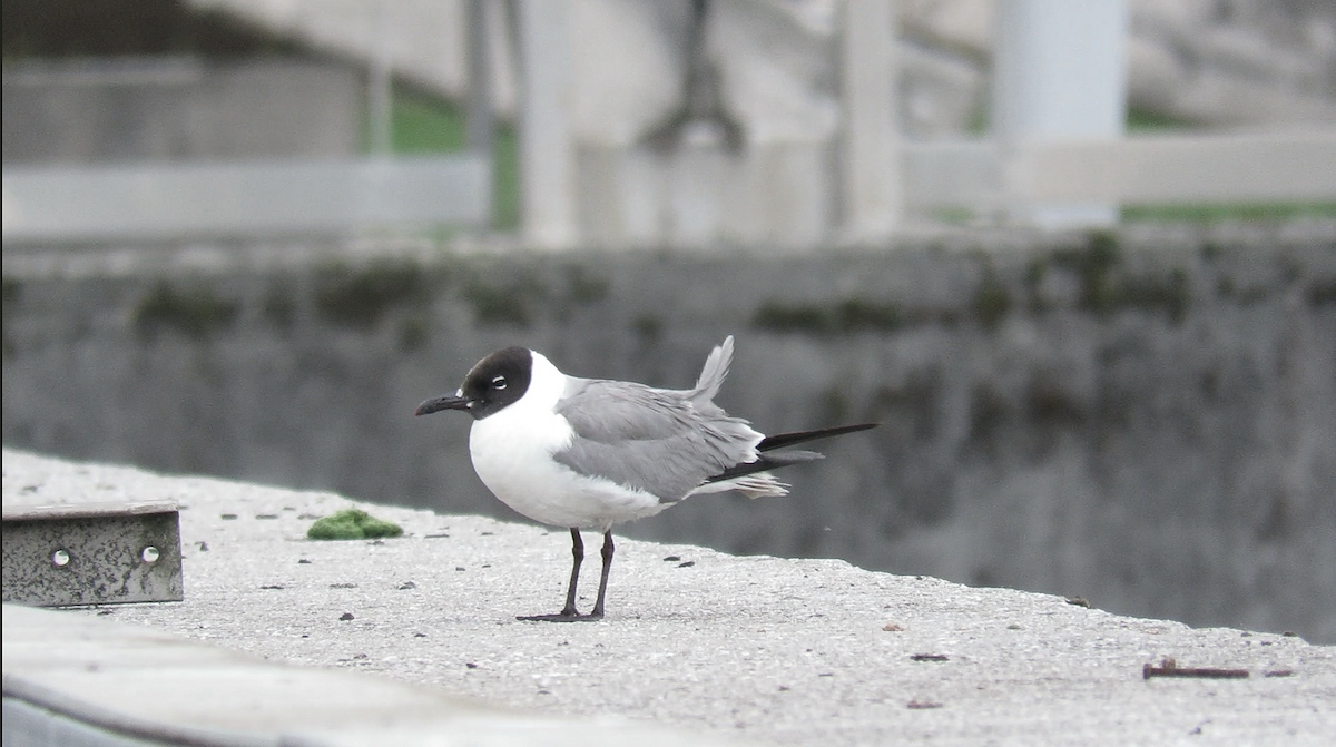 笑鷗 - ML645014079