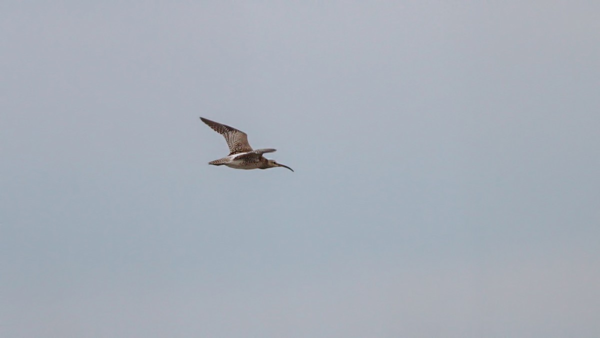 koliha malá - ML645014084