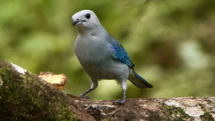 Blue-gray Tanager - ML645014087