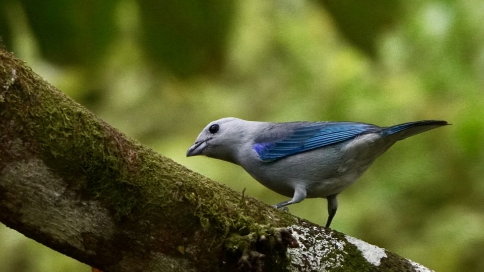 Blue-gray Tanager - ML645014088