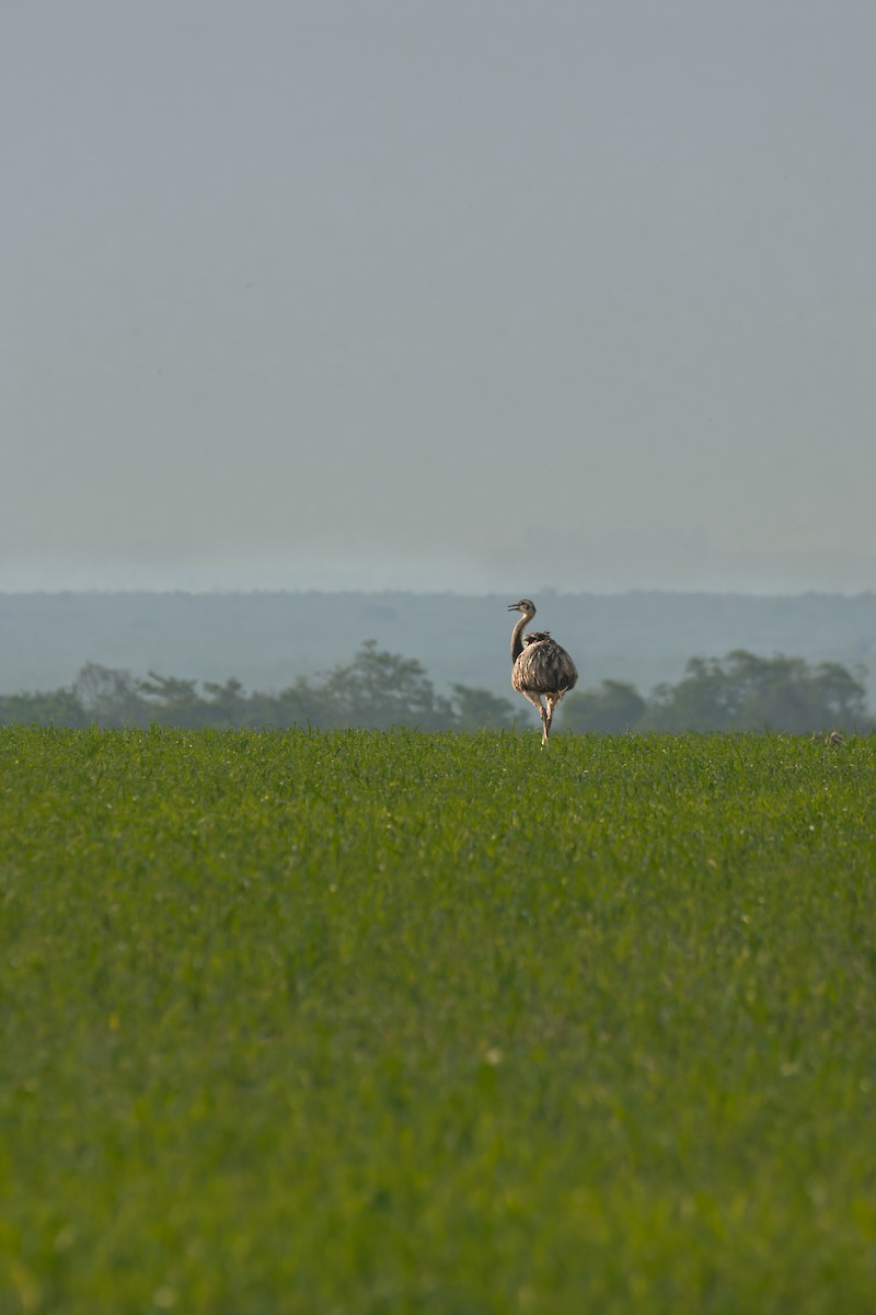 Greater Rhea - ML645014093