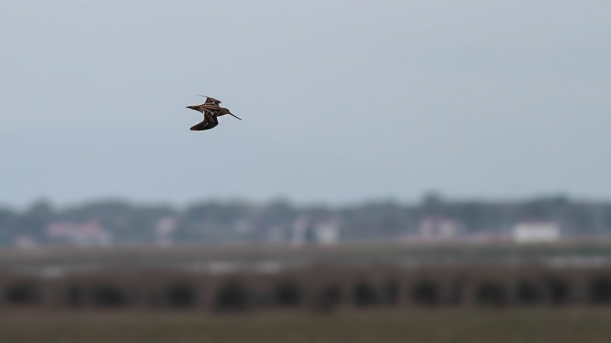 חרטומית ביצות - ML645014094