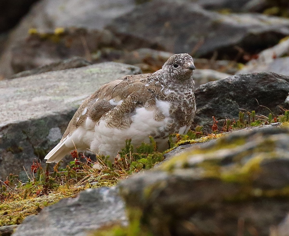 White-tailed Ptarmigan - ML645014110