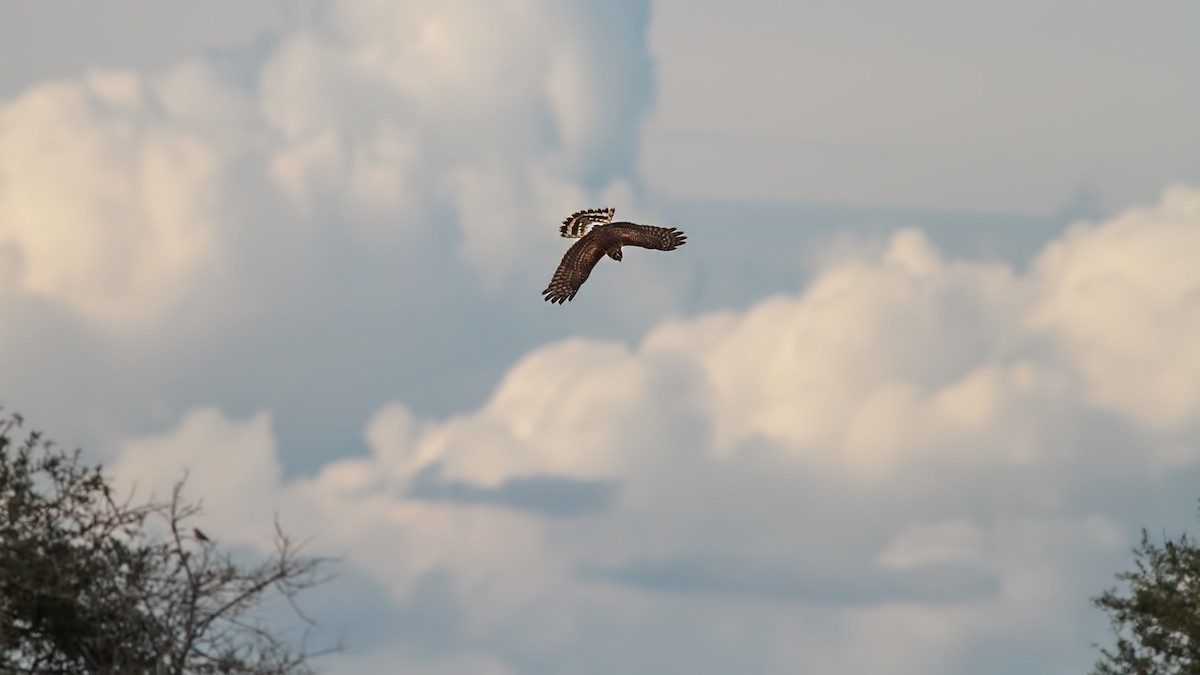 moták pilich - ML645014116