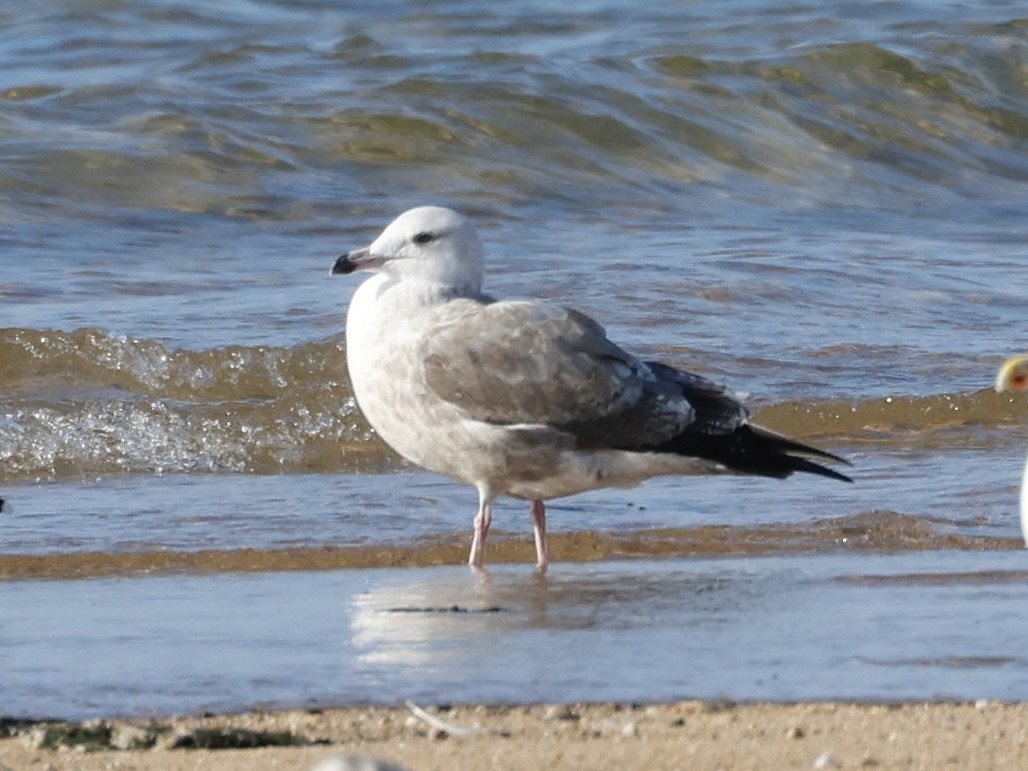 Larinae sp. - ML645014124