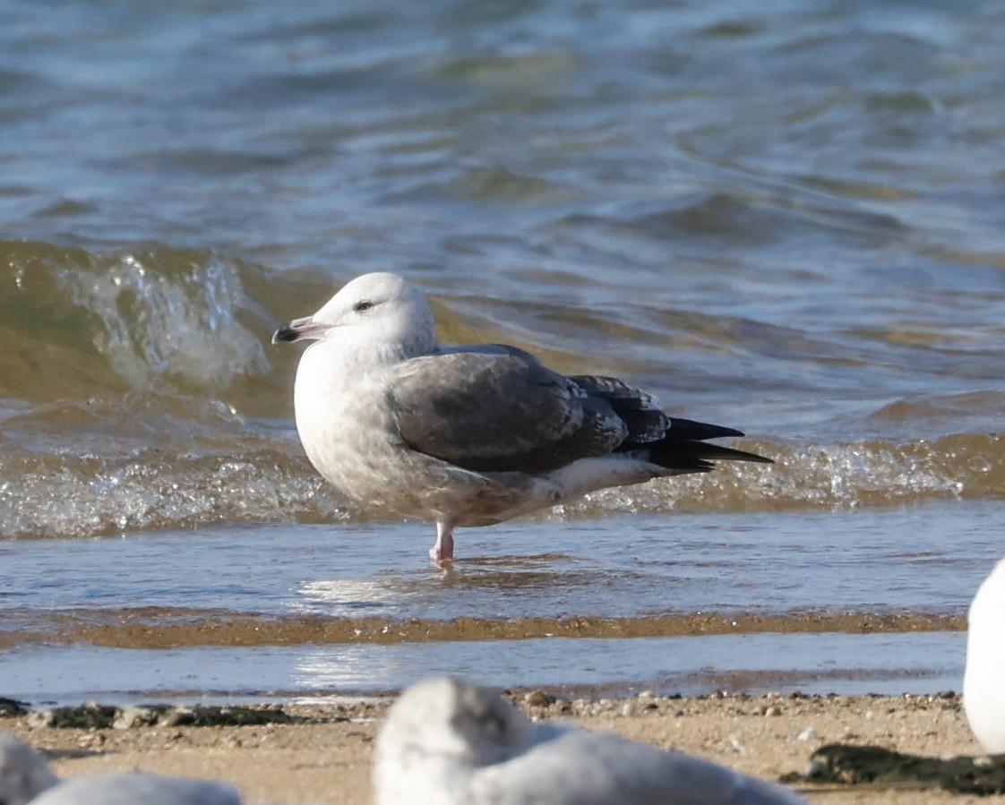 Larinae sp. - ML645014125