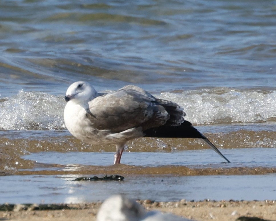 Larinae sp. - ML645014126