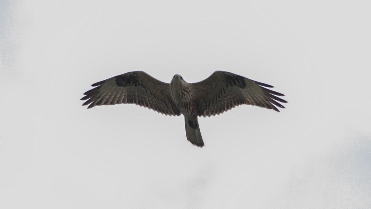 Kızıl Şahin - ML645014137